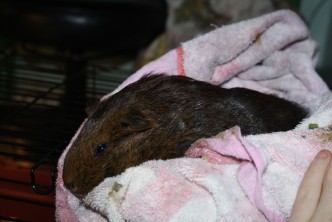 Angel Guinea Pig